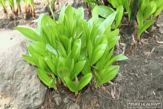 Cibule v zahradě - přehled druhů a odrůd, s čím dobří sousedé na lůžkách