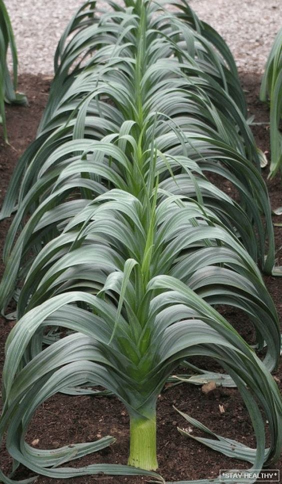 Cibule v zahradě - přehled druhů a odrůd, s čím dobří sousedé na lůžkách