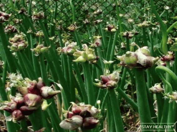 Cibule v zahradě - přehled druhů a odrůd, s čím dobří sousedé na lůžkách